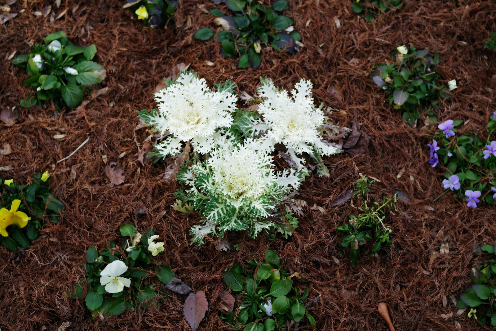 Front-yard flower bed mulched in dark hardwood with fresh perennials and a clean edge.